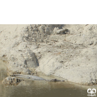 گونه کروکودیل پوزه کوتاه Mugger Crocodile